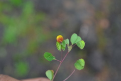 Geissaspis tenella